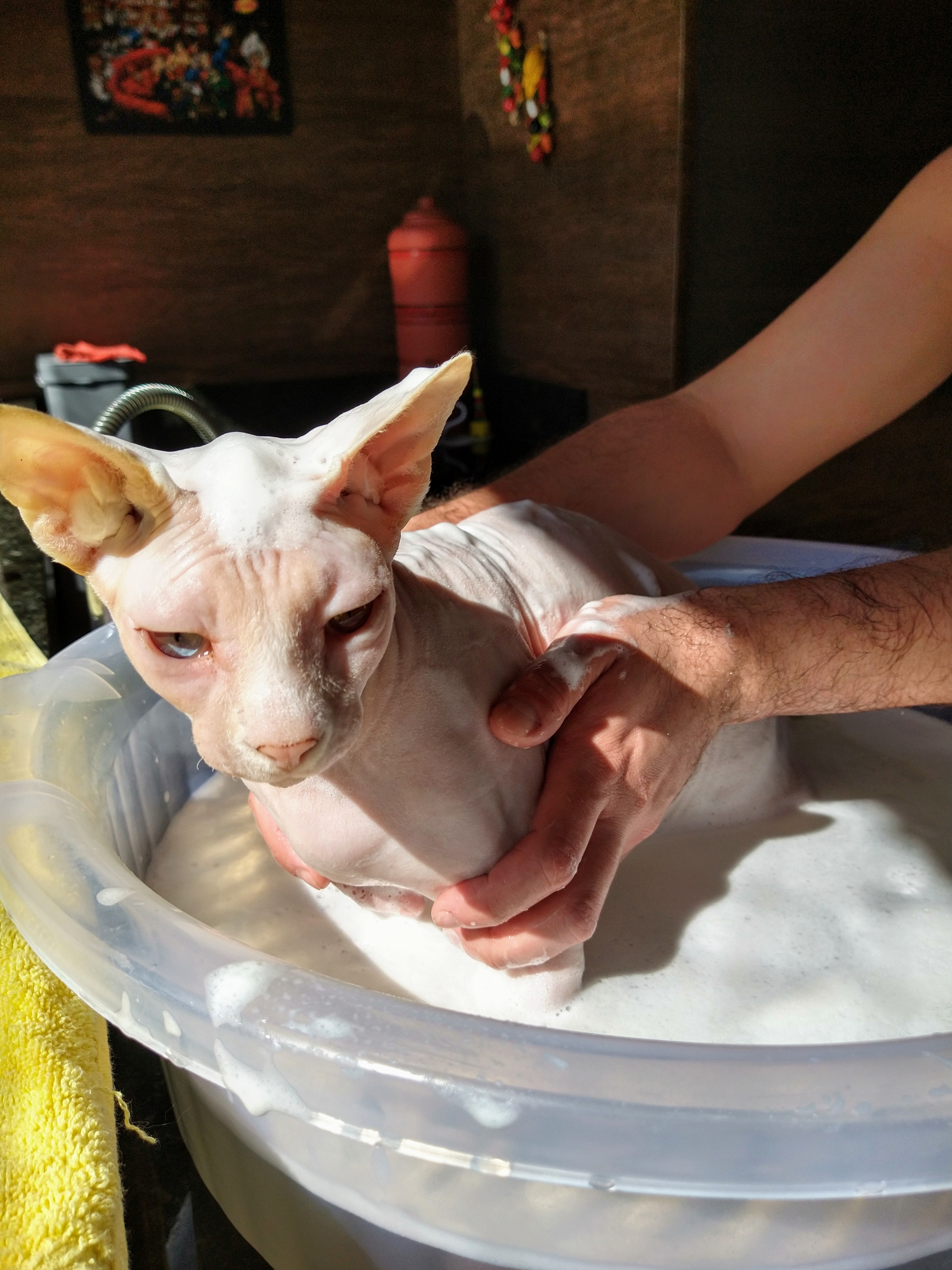 Imagem gato Banho