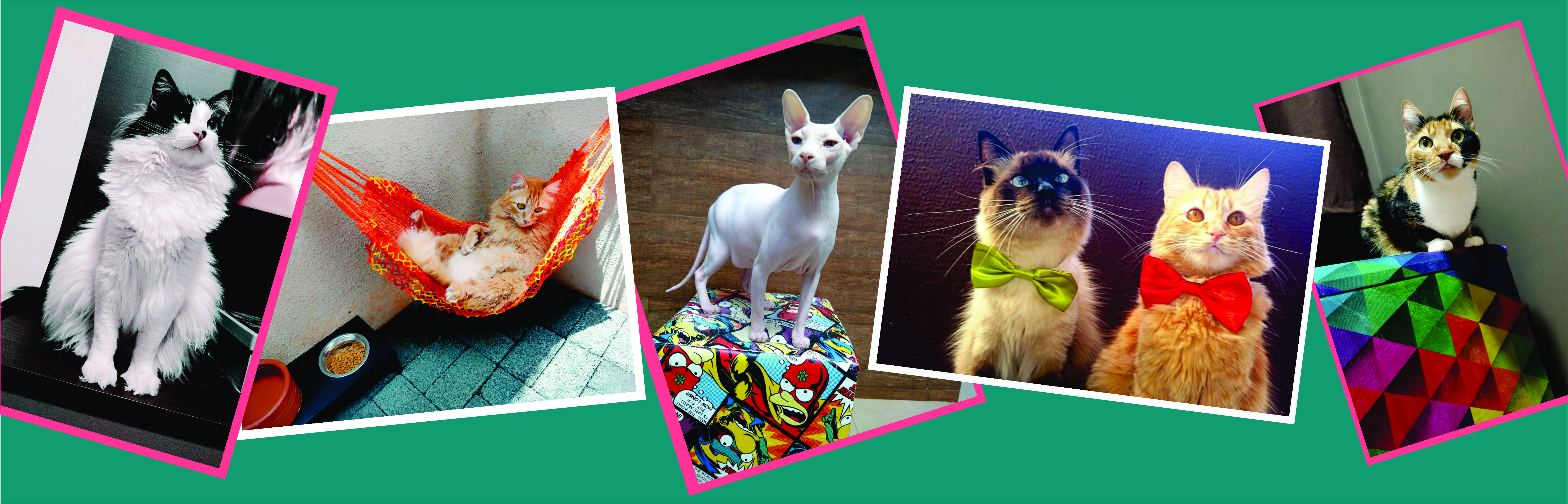 Fotos de gatos