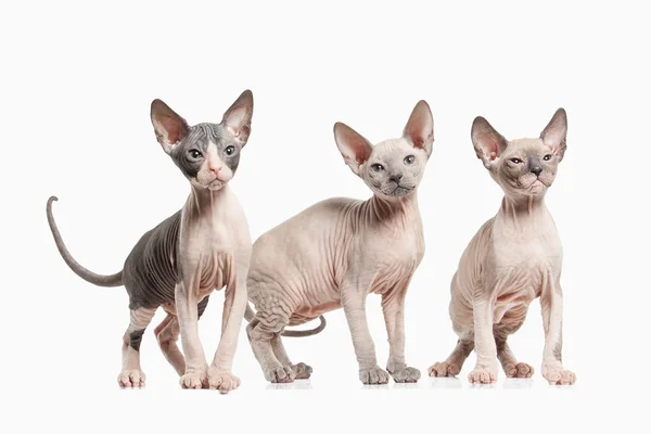 Gatos sem pelo