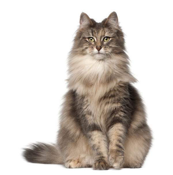 gato noruegues