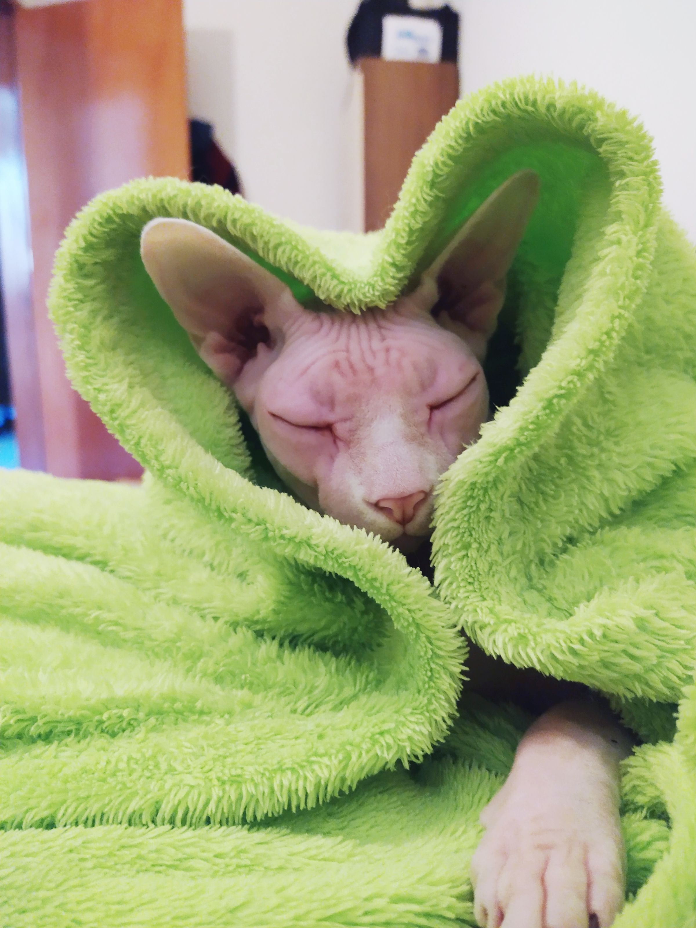 Sphynx em coração