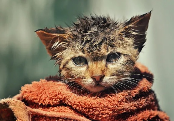 imagem gato no chuveiro