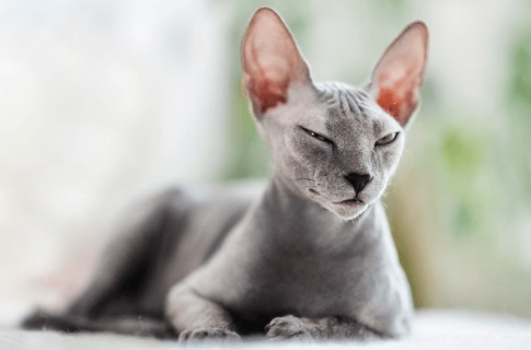 imagem gato no chuveiro