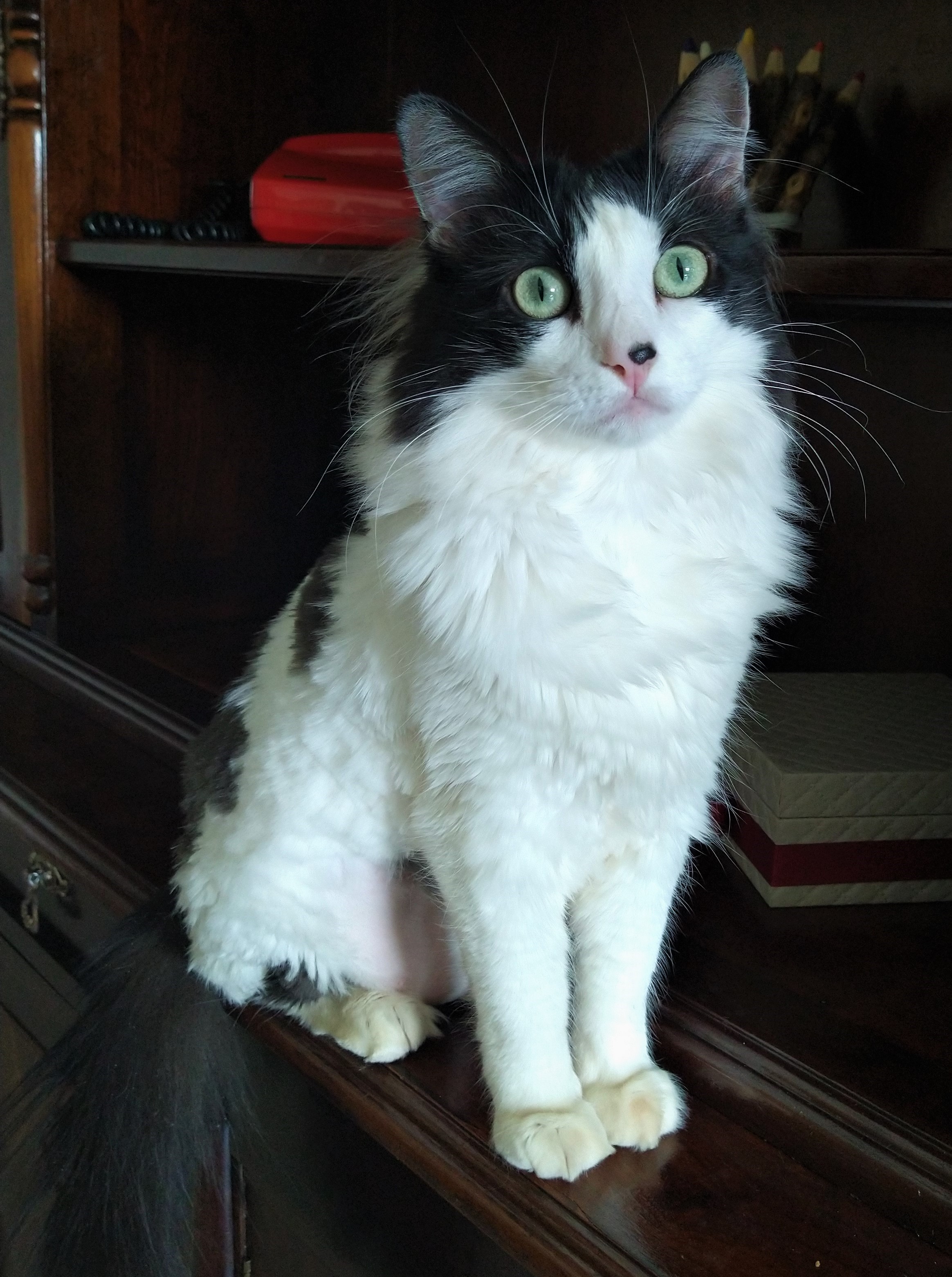 Imagem gata tosada